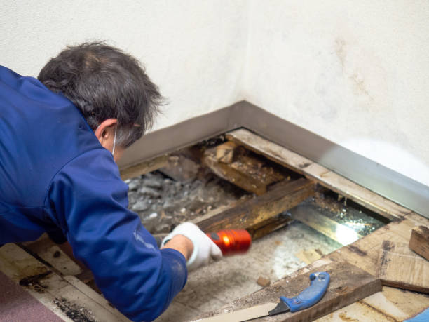 Best Black Mold Removal  in Laurel Bay, SC