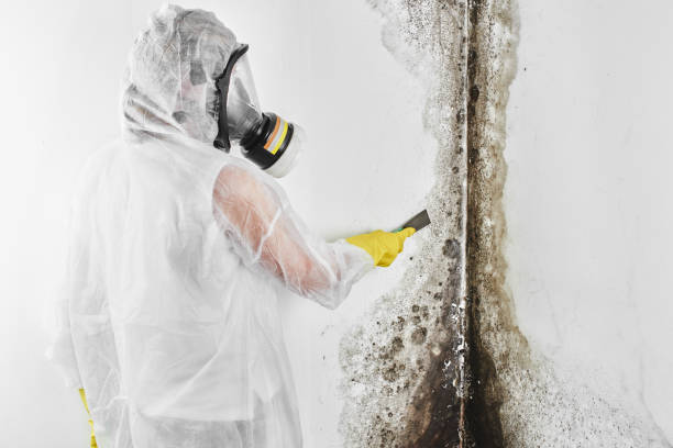 Mold Removal and Inspection in Laurel Bay, SC