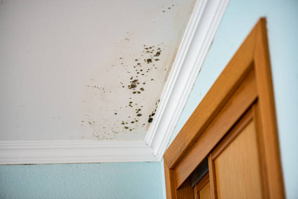 Certified Mold Removal in Laurel Bay, SC