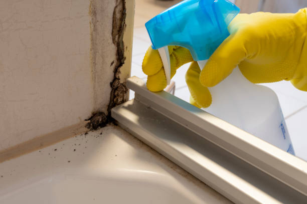 Best Toxic Mold Removal  in Laurel Bay, SC